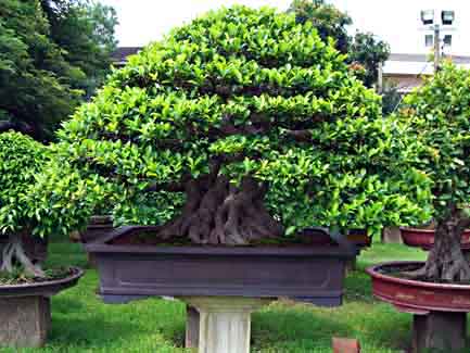 Bonsai Ficus Microcarpa