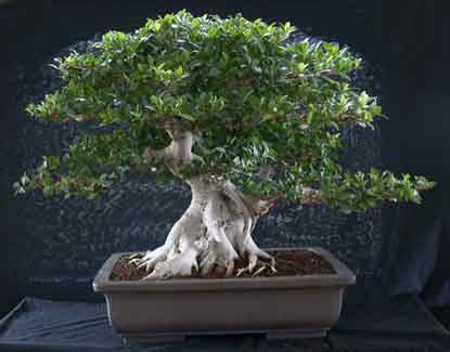 Ficus microcarpa from Taiwan
