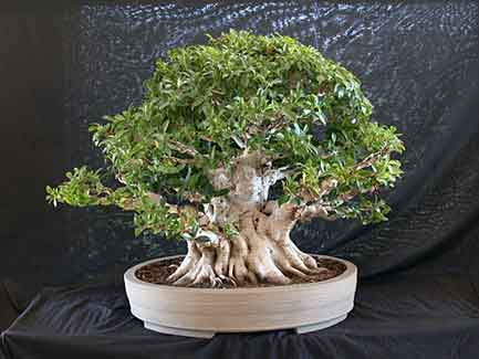 Ficus microcarpa from Taiwan