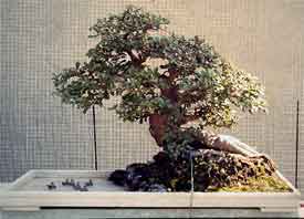 fukien tea bonsai