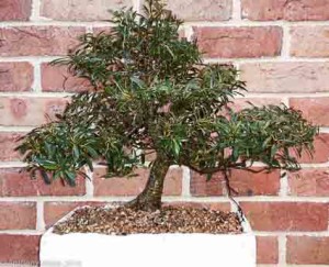 ficus ruby little bonsaihunk plant