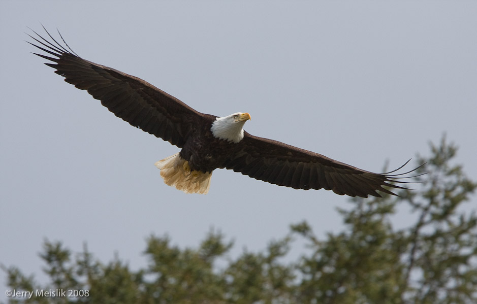 Eagle Gliding