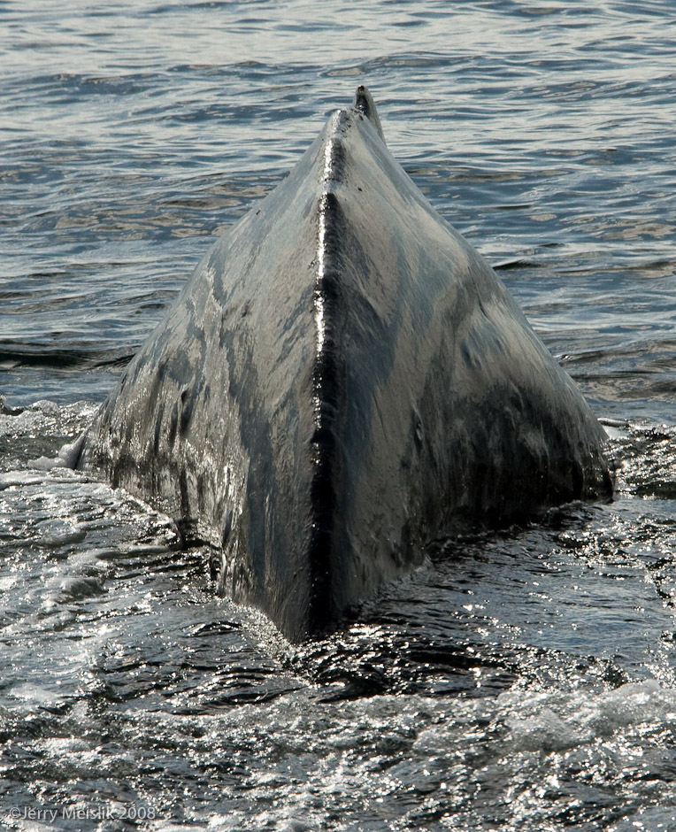 Humpback Spine