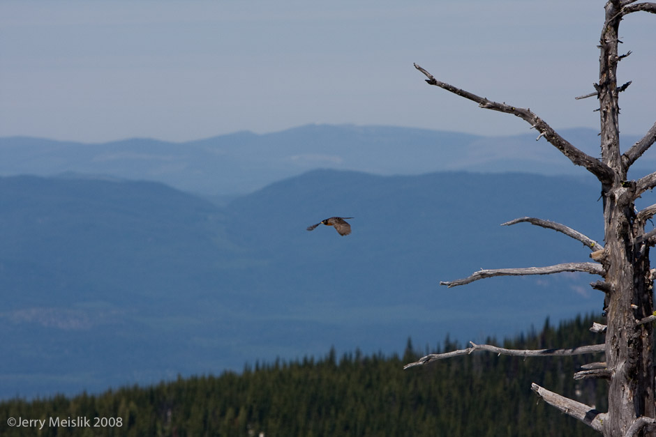 Robin In Flight