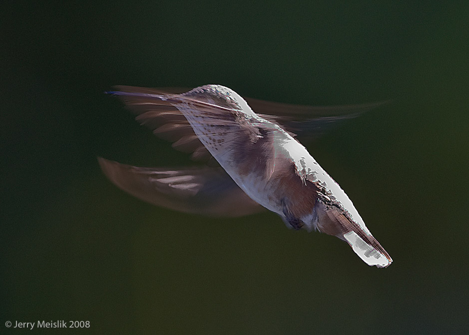 Transparent  Wings