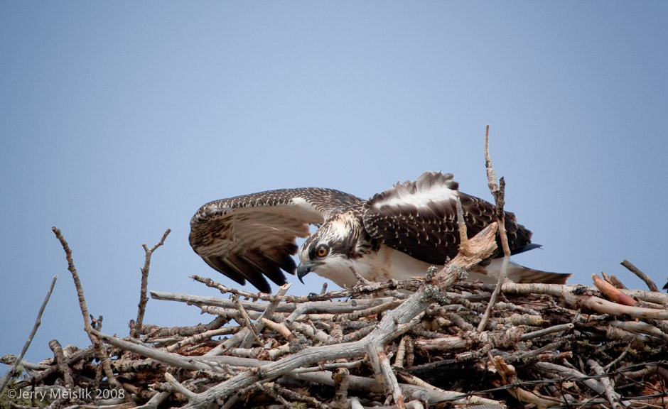 Young Osprey 