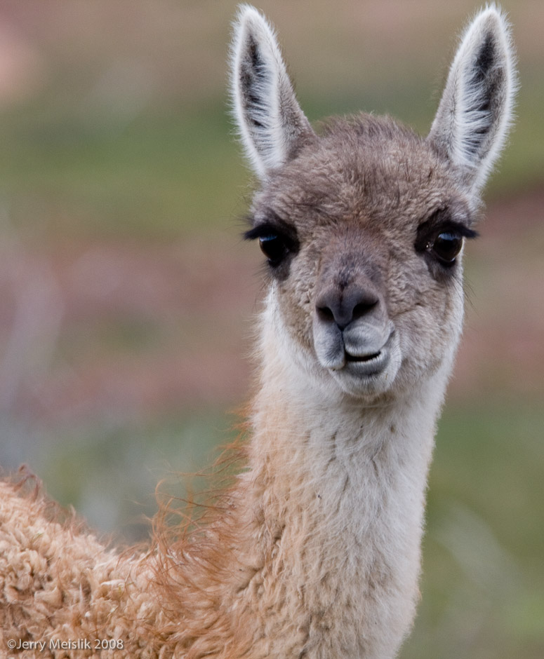 Guanaco Face