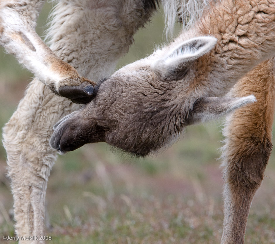 Guanaco Itch 