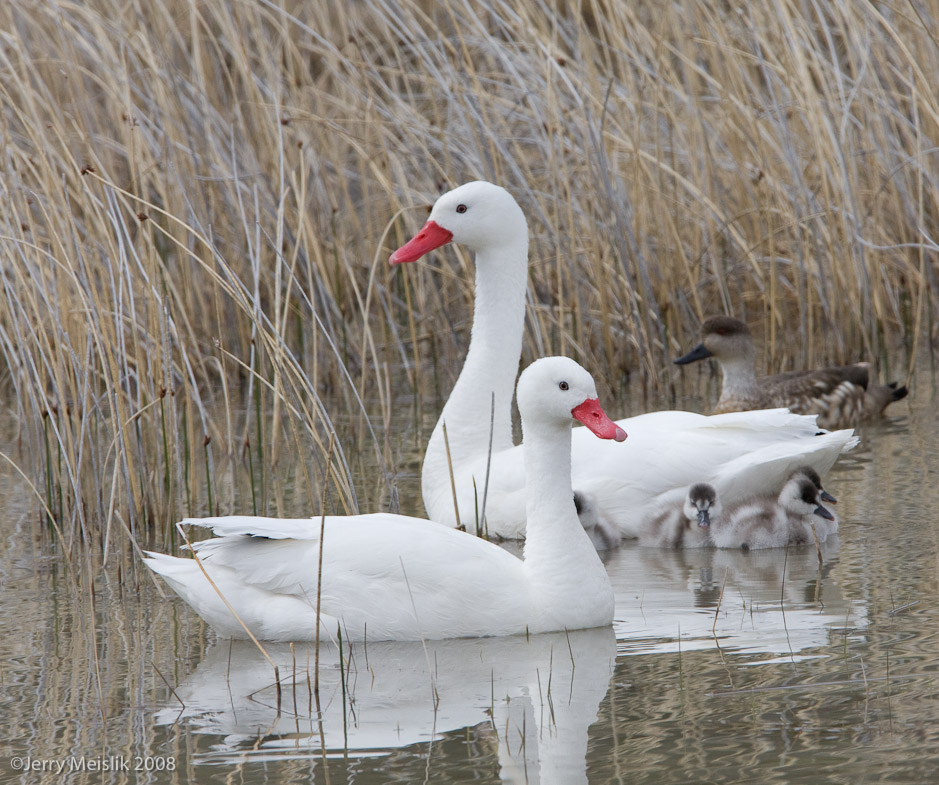 Swan Family