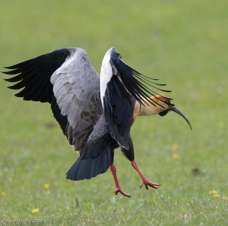 Ibis Dancing