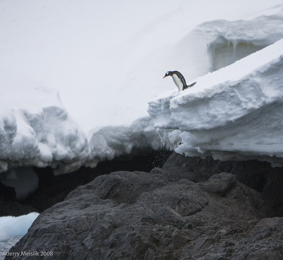 Gentoo, Thinking