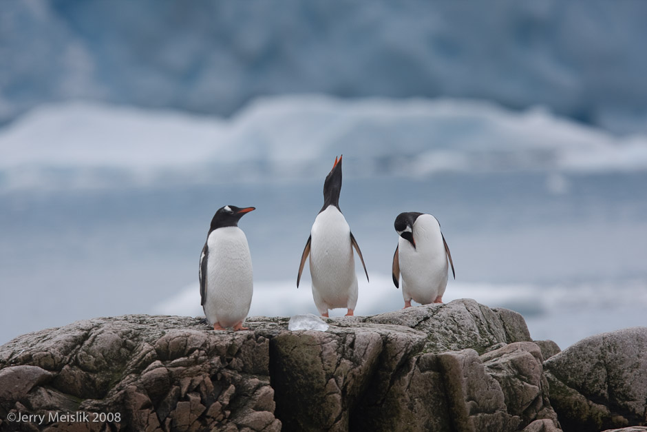 Gentoo, Hollering