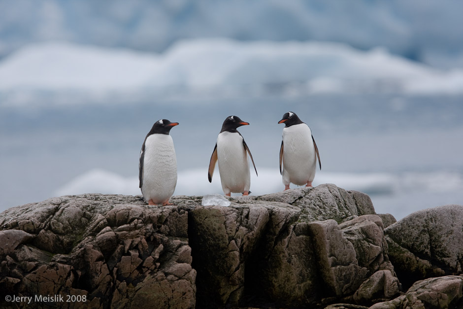 Gentoo, Watching