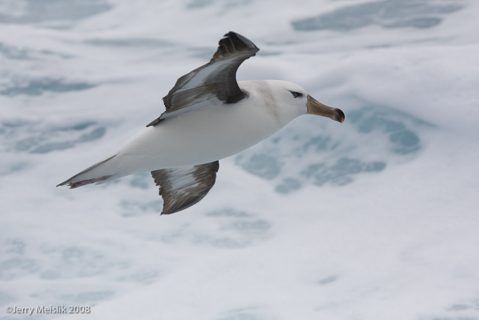 Albatross Banking