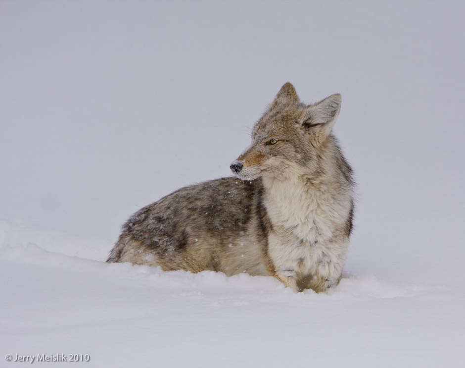 Coyote Glance