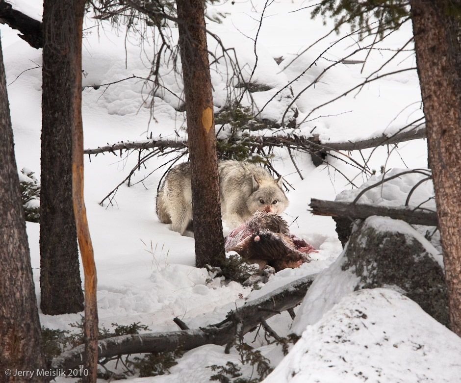 Yellowstone Wolf