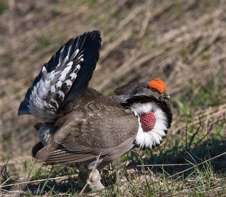 Grouse display