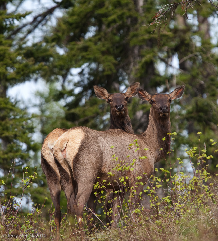 Twin Elk