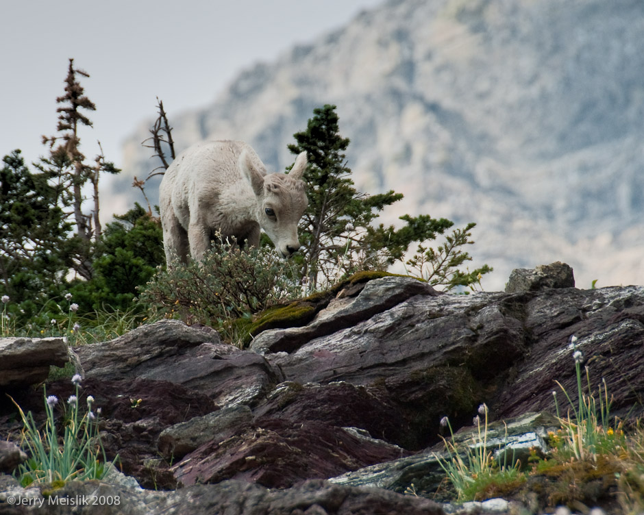 Glacier lamb