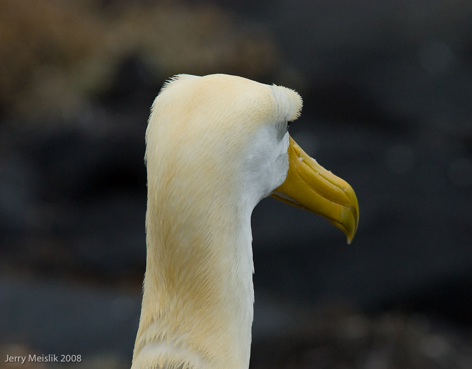 Albatross Eyebrows 