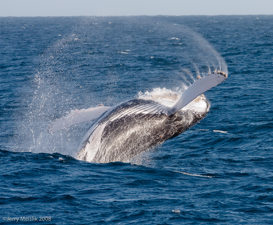 Humpback spinning