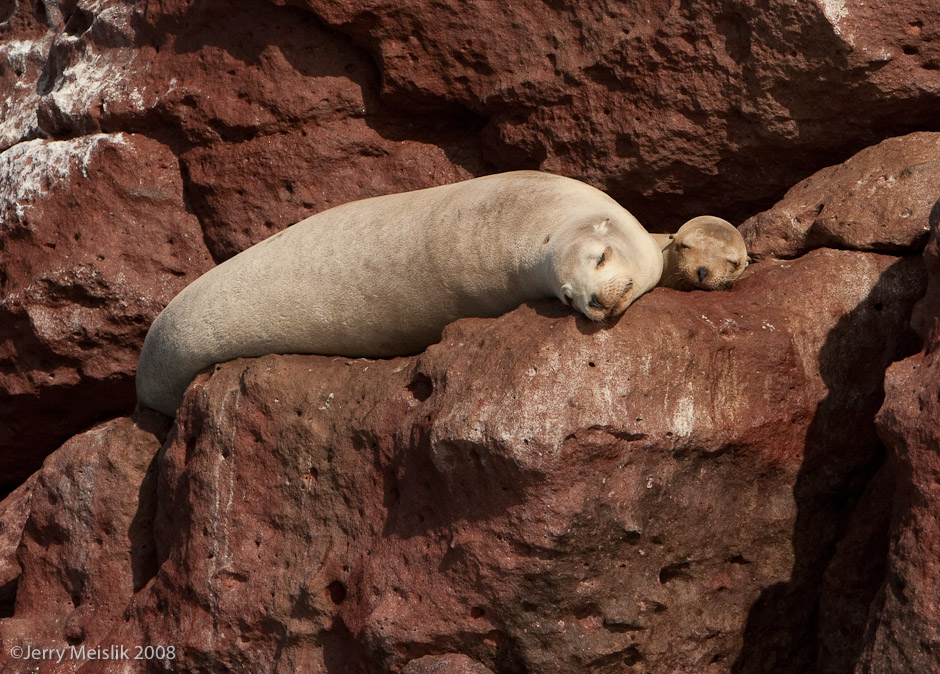 Sea Lion Mother and Child