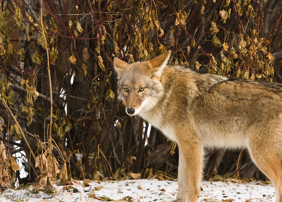 Coyote chagrin