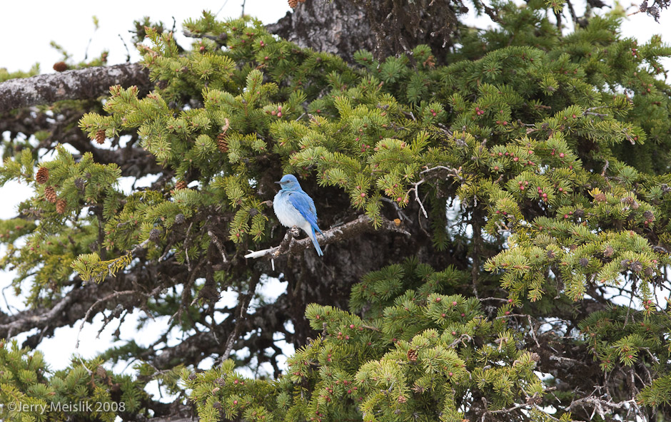 Bluebird Roost