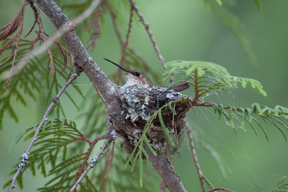 Hummingbird nesting