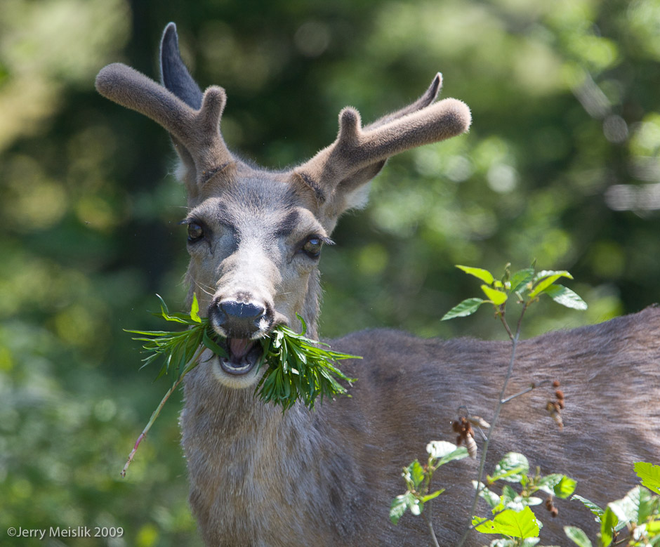 Salad bar