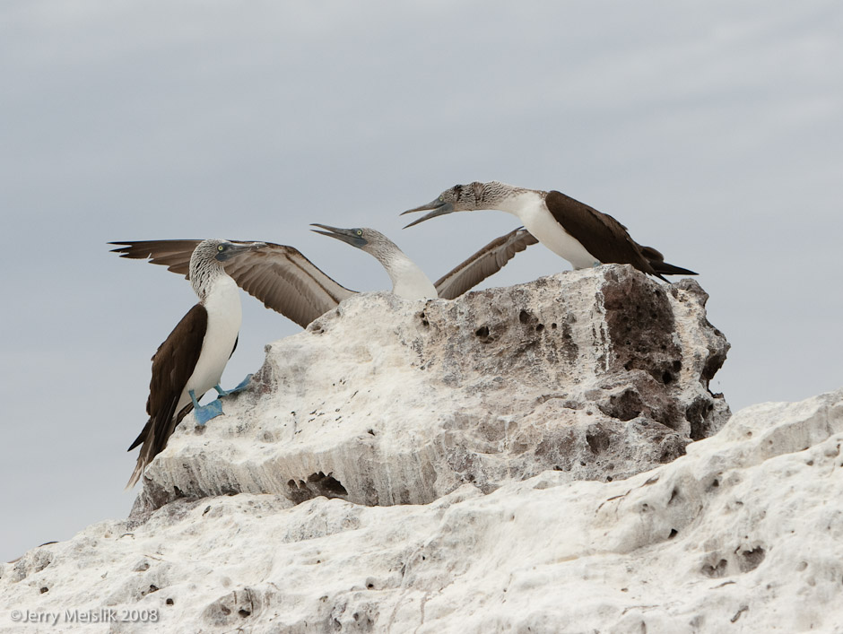 Bird Squabble