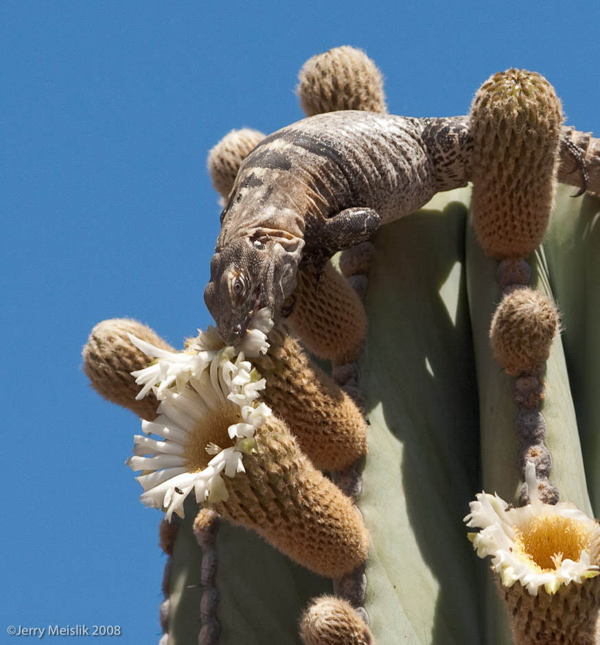 Iguana lunching