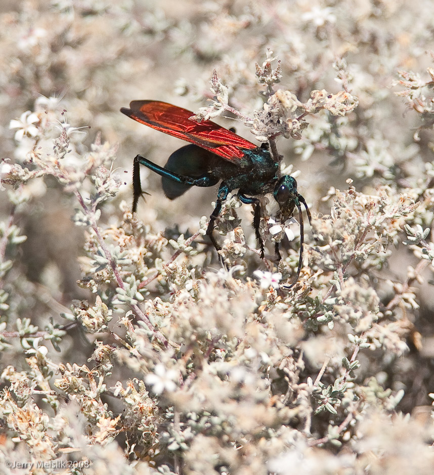 Tarantula Wasp