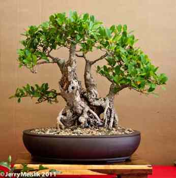 Durban Bonsai Show South Africa