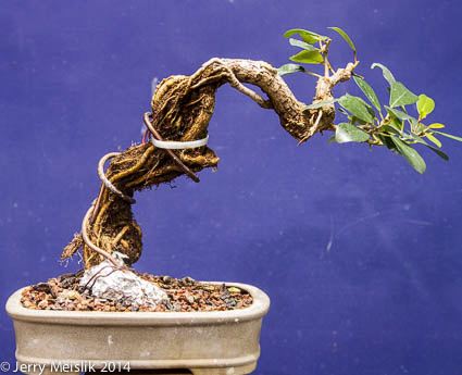 Image result for EXPOSED ROOTS  style bonsai pics