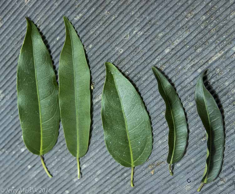 Identifying a Ficus by using the leaves | Bonsaihunk's Blog